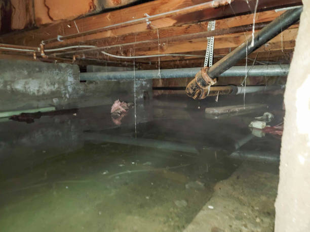 Best Flood damage cleanup  in Nellis Af, NV